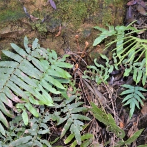 Blechnum wattsii at Robertson - 18 Aug 2020 01:30 AM