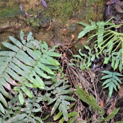 Blechnum wattsii (Hard Water Fern) at Robertson - 18 Aug 2020 by plants