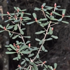 Pultenaea daphnoides (Large-leaf Bush-pea) at Robertson - 17 Aug 2020 by plants