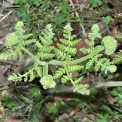 Hypolepis glandulifera (Downy Ground Fern) at Wildes Meadow, NSW - 18 Aug 2020 by plants