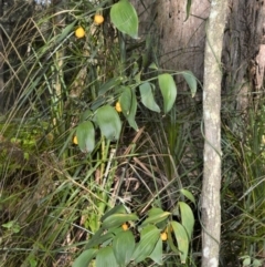 Eustrephus latifolius (Wombat Berry) at Wildes Meadow - 17 Aug 2020 by plants