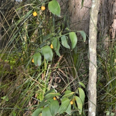 Eustrephus latifolius (Wombat Berry) at - 17 Aug 2020 by plants