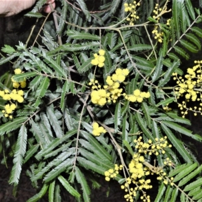 Acacia filicifolia at Wingecarribee Local Government Area - 17 Aug 2020 by plants