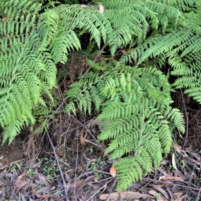 Calochlaena dubia (Rainbow Fern) at Wildes Meadow - 17 Aug 2020 by plants