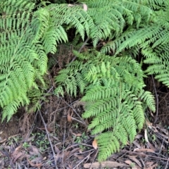 Calochlaena dubia (Rainbow fern) at Wildes Meadow, NSW - 17 Aug 2020 by plants