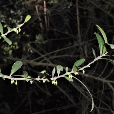 Melicytus dentatus (Tree Violet) at Kangaloon, NSW - 17 Aug 2020 by plants