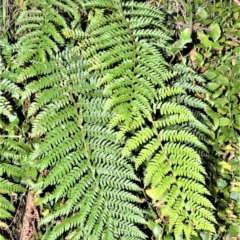 Polystichum proliferum (Mother Shield Fern) at Kangaloon - 17 Aug 2020 by plants