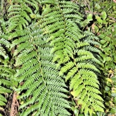 Polystichum proliferum (Mother Shield Fern) at Kangaloon - 18 Aug 2020 by plants