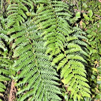 Polystichum proliferum (Mother Shield Fern) at Wingecarribee Local Government Area - 17 Aug 2020 by plants