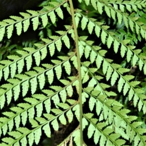 Polystichum proliferum at Kangaloon, NSW - 18 Aug 2020 02:27 AM