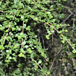Coprosma quadrifida at Kangaloon - 18 Aug 2020 02:28 AM