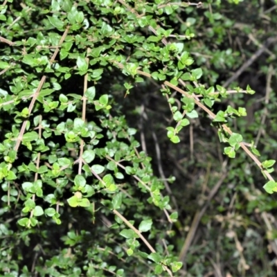 Coprosma quadrifida (Prickly Currant Bush, Native Currant) at Kangaloon, NSW - 17 Aug 2020 by plants