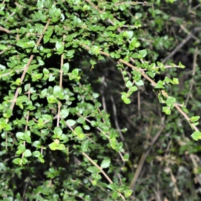 Coprosma quadrifida (Prickly Currant Bush, Native Currant) at Kangaloon - 17 Aug 2020 by plants