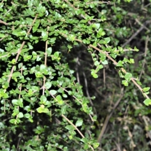 Coprosma quadrifida at Kangaloon - 18 Aug 2020