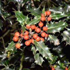 Ilex aquifolium (Holly) at Kangaloon - 17 Aug 2020 by plants