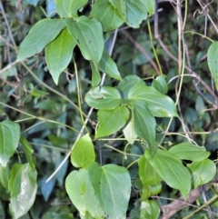 Clematis glycinoides (Headache Vine) at Kangaloon - 17 Aug 2020 by plants