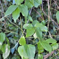 Clematis glycinoides (Headache Vine) at Kangaloon - 18 Aug 2020 by plants