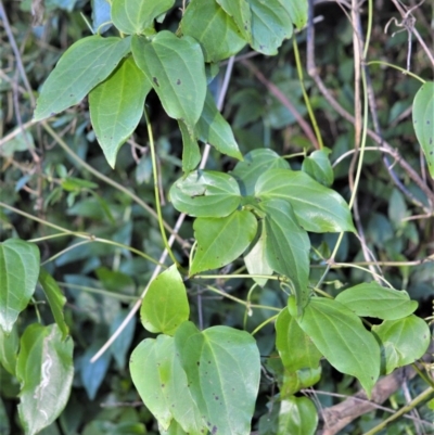 Clematis glycinoides (Headache Vine) at Kangaloon, NSW - 17 Aug 2020 by plants