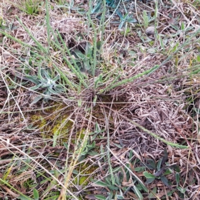 Rhodanthe anthemoides (Chamomile Sunray) at Crace Grasslands - 17 Aug 2020 by Jiggy