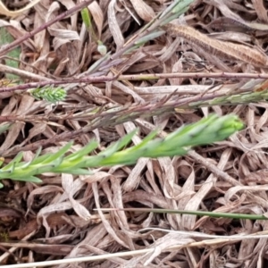 Rhodanthe anthemoides at Mitchell, ACT - 18 Aug 2020