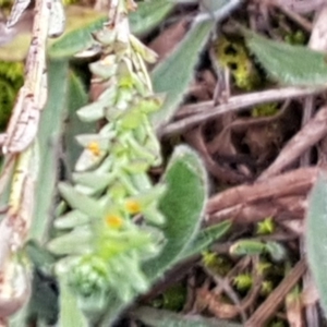 Rhodanthe anthemoides at Mitchell, ACT - 18 Aug 2020