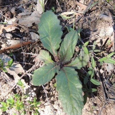 Ajuga australis (Austral Bugle) at Conder, ACT - 18 Mar 2020 by michaelb