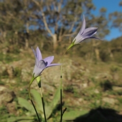 Wahlenbergia capillaris (Tufted Bluebell) at Conder, ACT - 18 Mar 2020 by michaelb