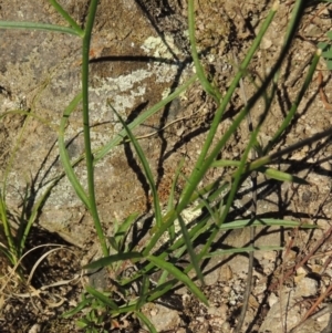 Wahlenbergia capillaris at Conder, ACT - 18 Mar 2020