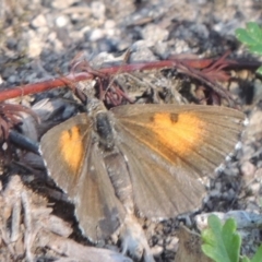 Lucia limbaria (Chequered Copper) at Conder, ACT - 18 Mar 2020 by michaelb
