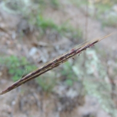 Bothriochloa macra (Red Grass, Red-leg Grass) at Conder, ACT - 18 Mar 2020 by michaelb