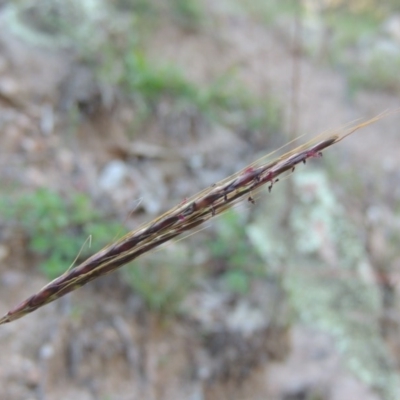 Bothriochloa macra (Red Grass, Red-leg Grass) at Conder, ACT - 18 Mar 2020 by MichaelBedingfield