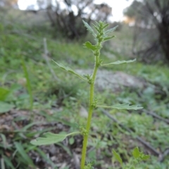 Dysphania pumilio (Small Crumbweed) at Conder, ACT - 18 Mar 2020 by michaelb