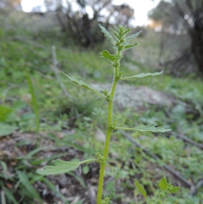 Dysphania pumilio (Small Crumbweed) at Rob Roy Range - 18 Mar 2020 by michaelb