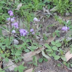Glycine tabacina (Variable Glycine) at Conder, ACT - 18 Mar 2020 by MichaelBedingfield