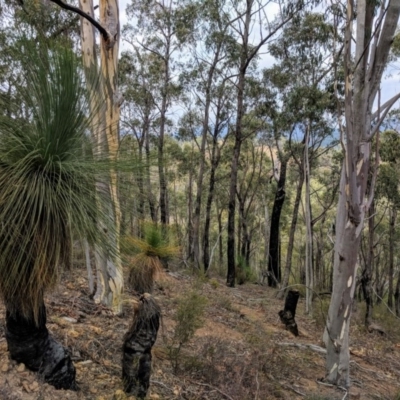 Xanthorrhoea glauca subsp. angustifolia (Grey Grass-tree) at Stromlo, ACT - 30 Mar 2018 by HelenCross