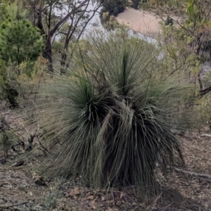 Xanthorrhoea glauca subsp. angustifolia at Stromlo, ACT - 31 Mar 2018