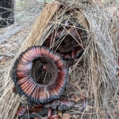 Xanthorrhoea glauca subsp. angustifolia at Stromlo, ACT - 31 Mar 2018