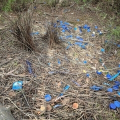 Ptilonorhynchus violaceus (Satin Bowerbird) at Uriarra Village, ACT - 31 Mar 2018 by HelenCross