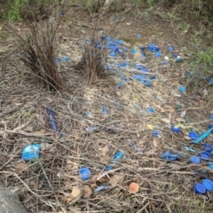 Ptilonorhynchus violaceus (Satin Bowerbird) at Uriarra Village, ACT - 30 Mar 2018 by HelenCross