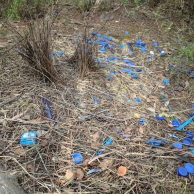 Ptilonorhynchus violaceus (Satin Bowerbird) at Uriarra Village, ACT - 30 Mar 2018 by HelenCross