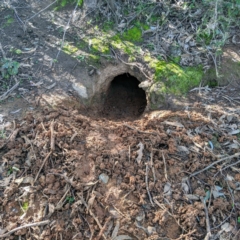 Vombatus ursinus (Common wombat, Bare-nosed Wombat) at McQuoids Hill - 17 Aug 2020 by HelenCross