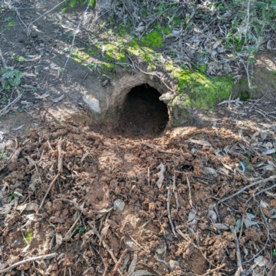 Vombatus ursinus (Common wombat, Bare-nosed Wombat) at McQuoids Hill - 17 Aug 2020 by HelenCross