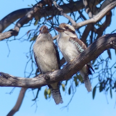 Dacelo novaeguineae (Laughing Kookaburra) at Black Range, NSW - 17 Aug 2020 by MatthewHiggins