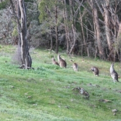 Macropus giganteus (Eastern Grey Kangaroo) at Red Light Hill Reserve - 10 Aug 2020 by PaulF