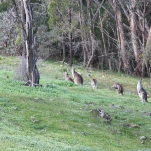 Macropus giganteus at Springdale Heights, NSW - 10 Aug 2020 02:26 PM