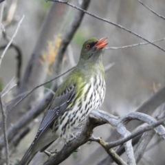 Oriolus sagittatus (Olive-backed Oriole) at Mount Taylor - 17 Aug 2020 by MatthewFrawley