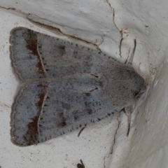 Pantydia sparsa (Noctuid Moth) at Ainslie, ACT - 17 Aug 2020 by jbromilow50