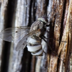 Entomophthora sp. (genus) (Puppeteer Fungus) at Mcleods Creek Res (Gundaroo) - 16 Aug 2020 by rawshorty