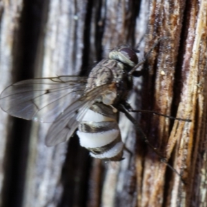 Entomophthora sp. (genus) at Gundaroo, NSW - 16 Aug 2020