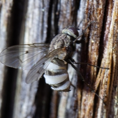 Entomophthora sp. (genus) (Puppeteer Fungus) at Gundaroo, NSW - 16 Aug 2020 by rawshorty